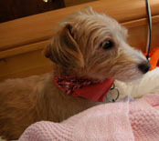 the bestest Angel Puppy devil dog everrr